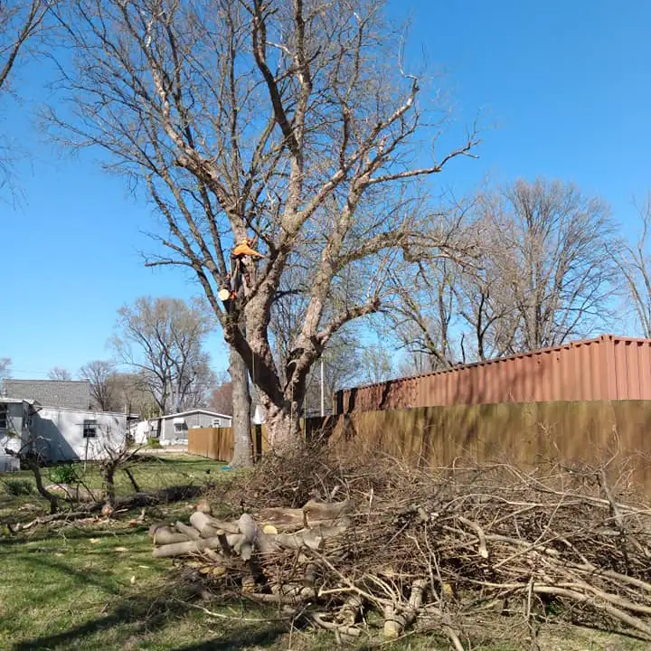All Around Tree Care - tree trimming, professional tree trimming and debris clean up - O'Fallon, IL