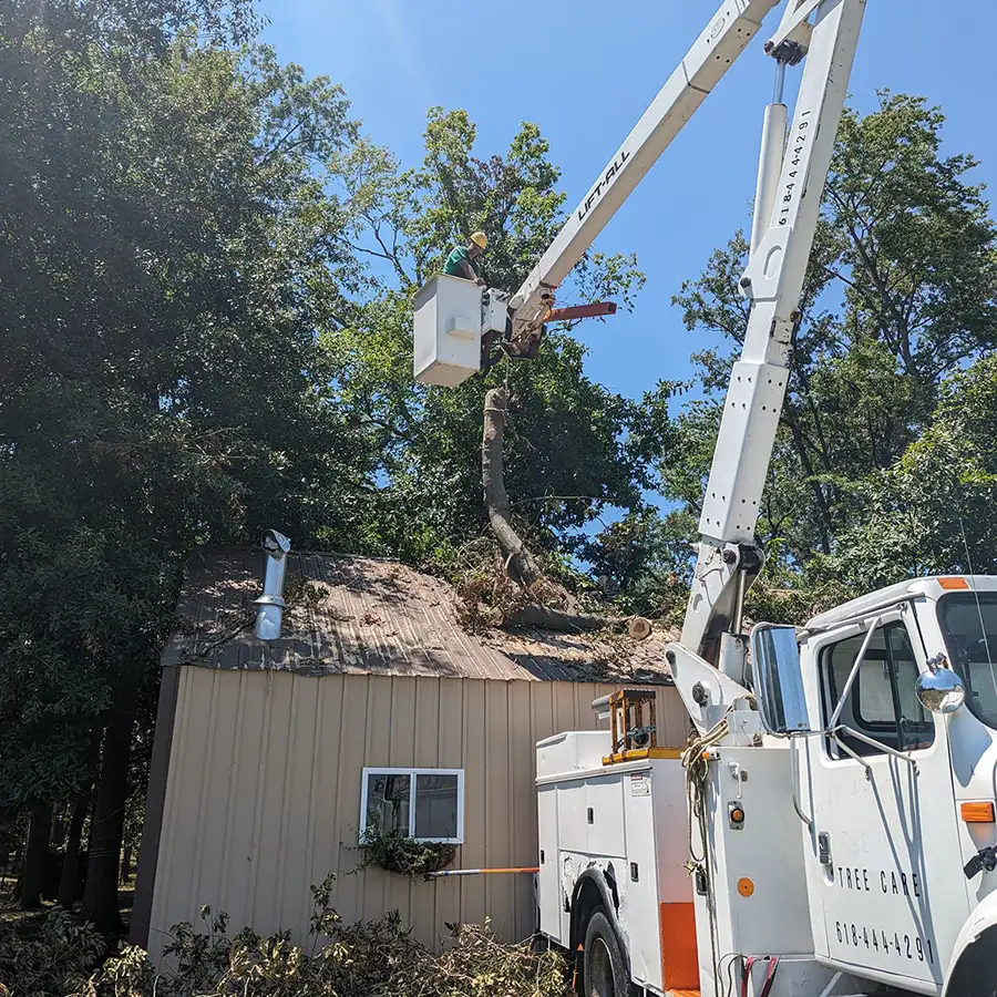 All Around Tree Care - storm damage, tree removal, professional tree removal and debris clean up - O'Fallon, IL