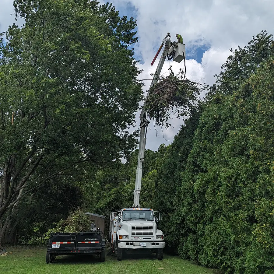 All Around Tree Care - tree trimming, professional tree trimming, removal, and debris clean up - O'Fallon, IL