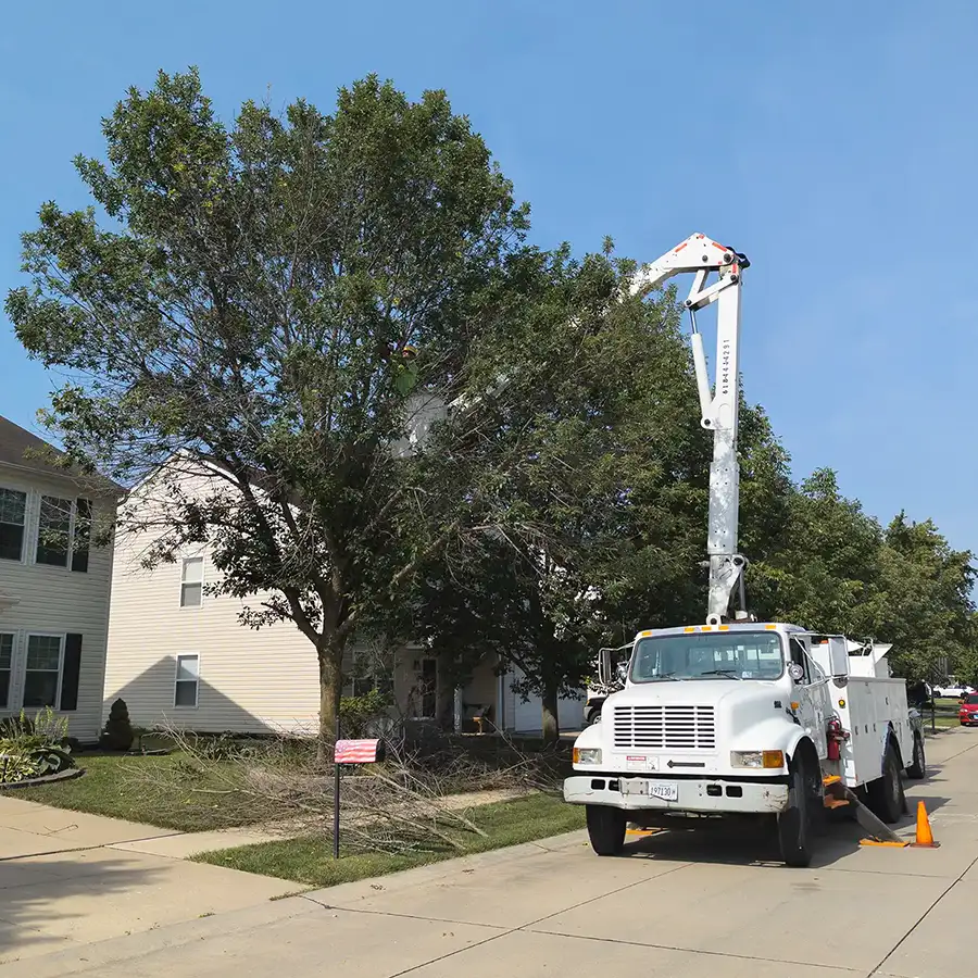 All Around Tree Care - tree trimming, professional trimming and debris clean up - O'Fallon, IL
