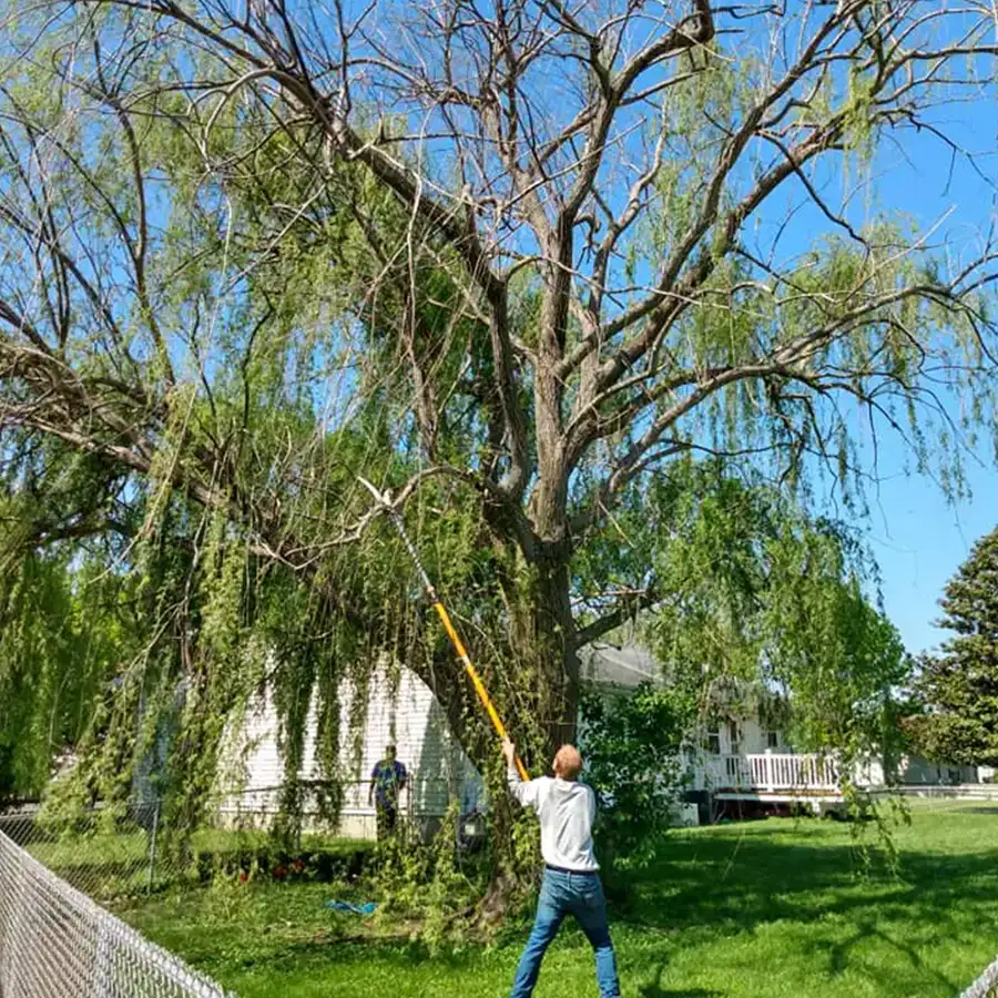 All Around Tree Care - tree trimming, professional trimming back a willow tree - O'Fallon, IL