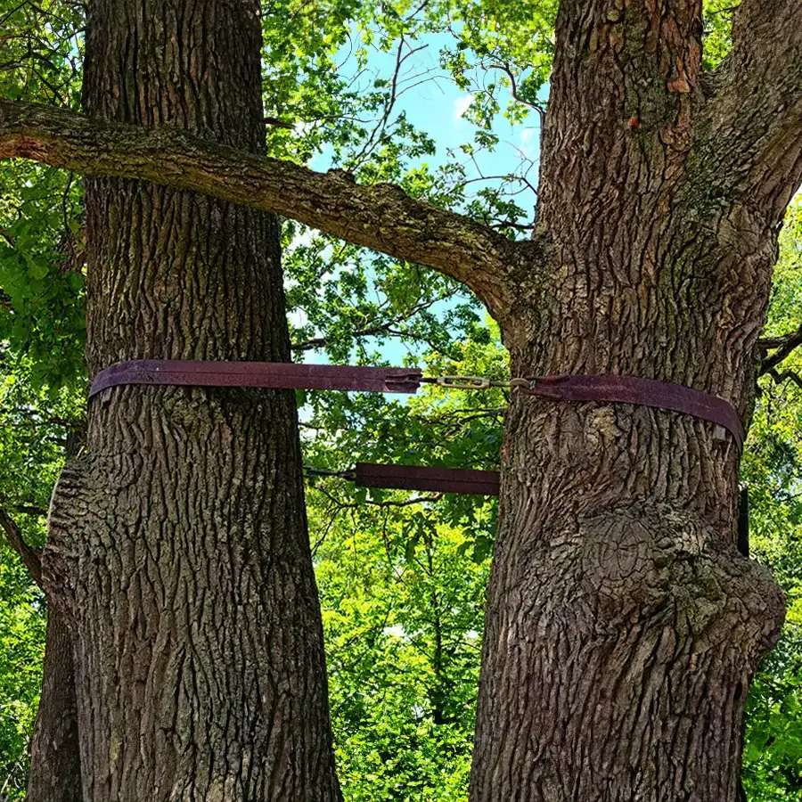 tree cabling services - O'Fallon, IL